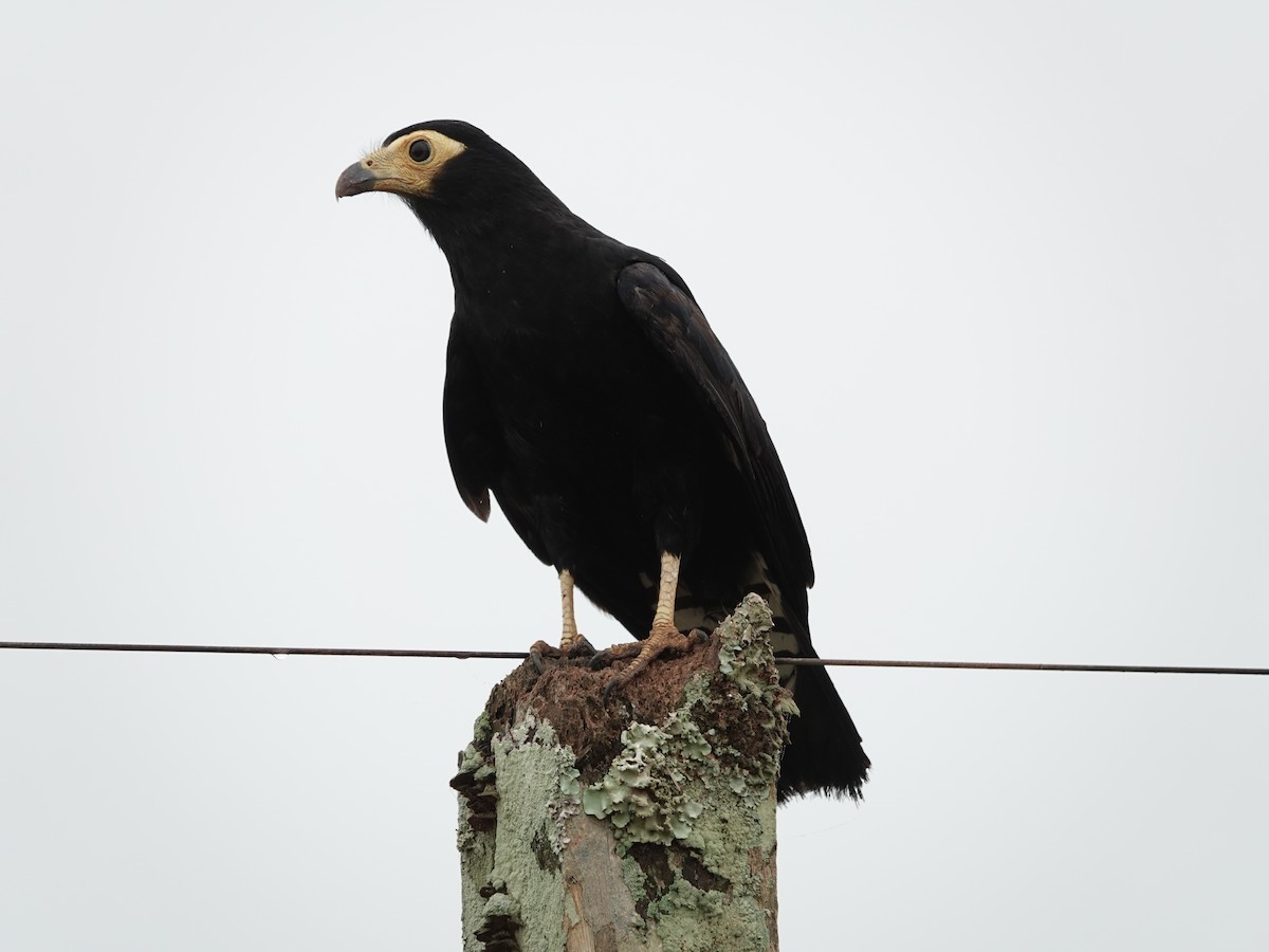 Black Caracara - ML646381045
