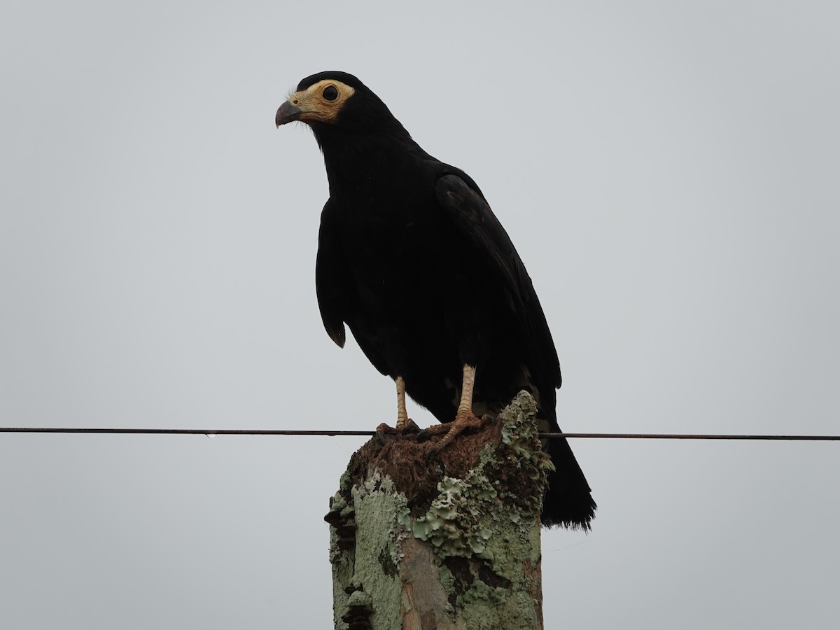 Black Caracara - ML646381046