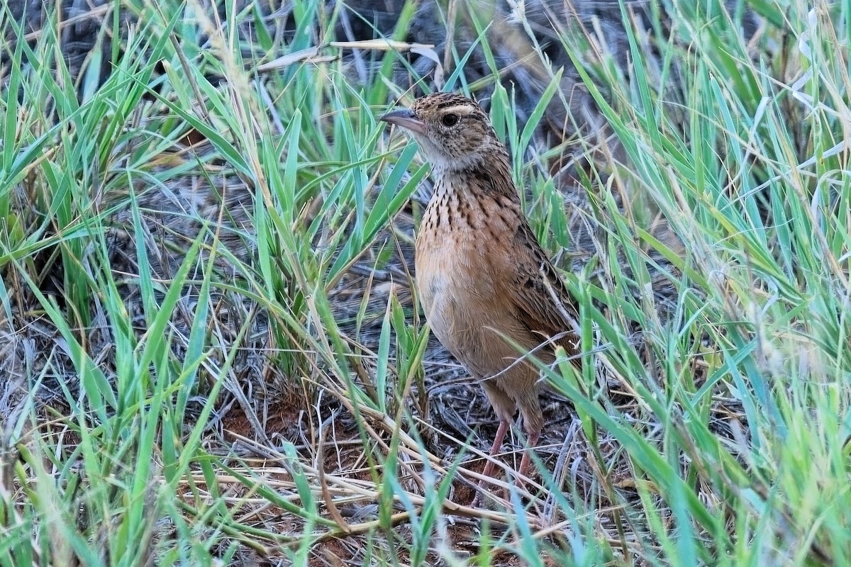 Rufous-naped Lark - ML646381047