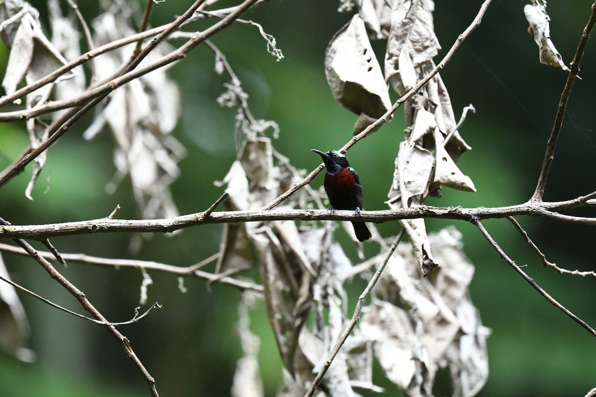 Black Sunbird (North Sulawesi) - ML646381048