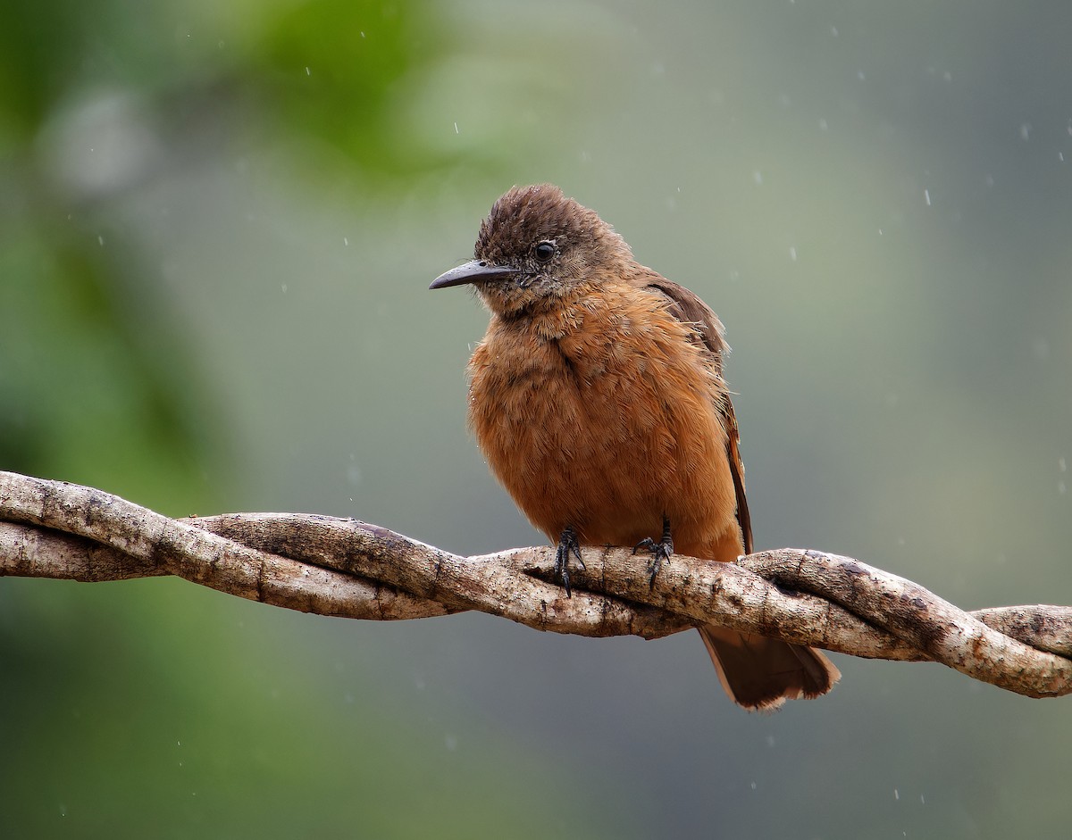 Cliff Flycatcher - ML646381050