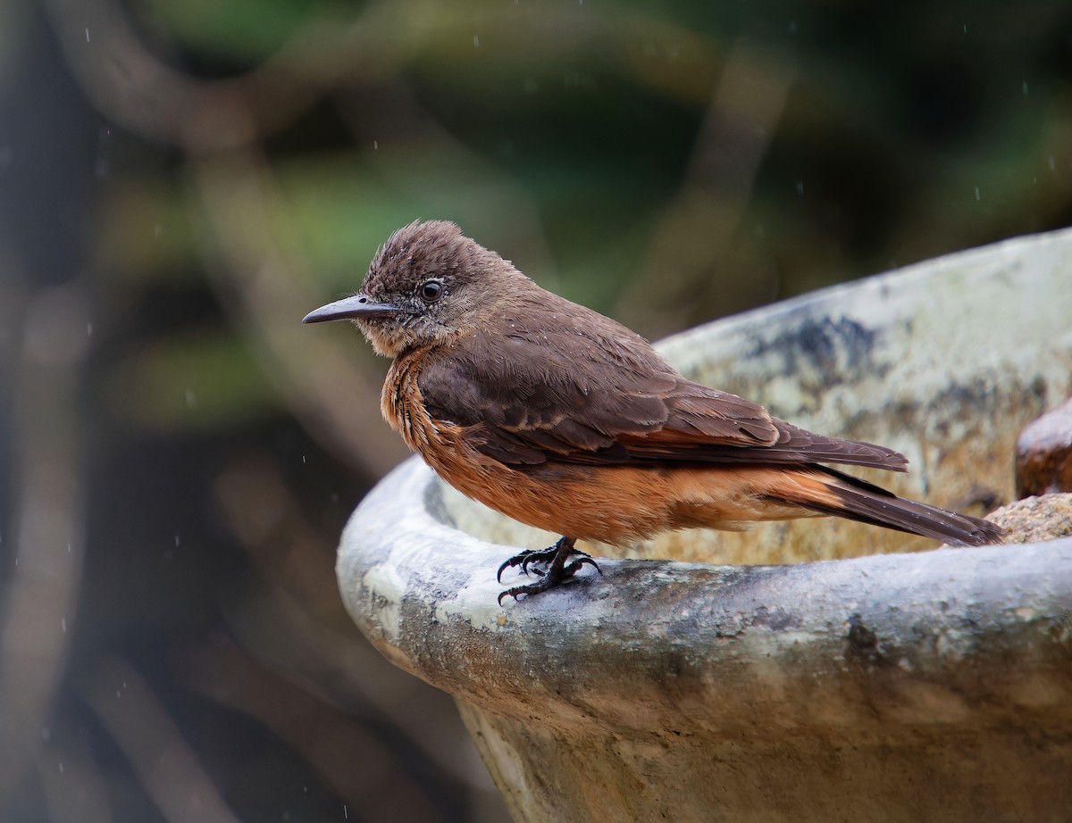 Cliff Flycatcher - ML646381051