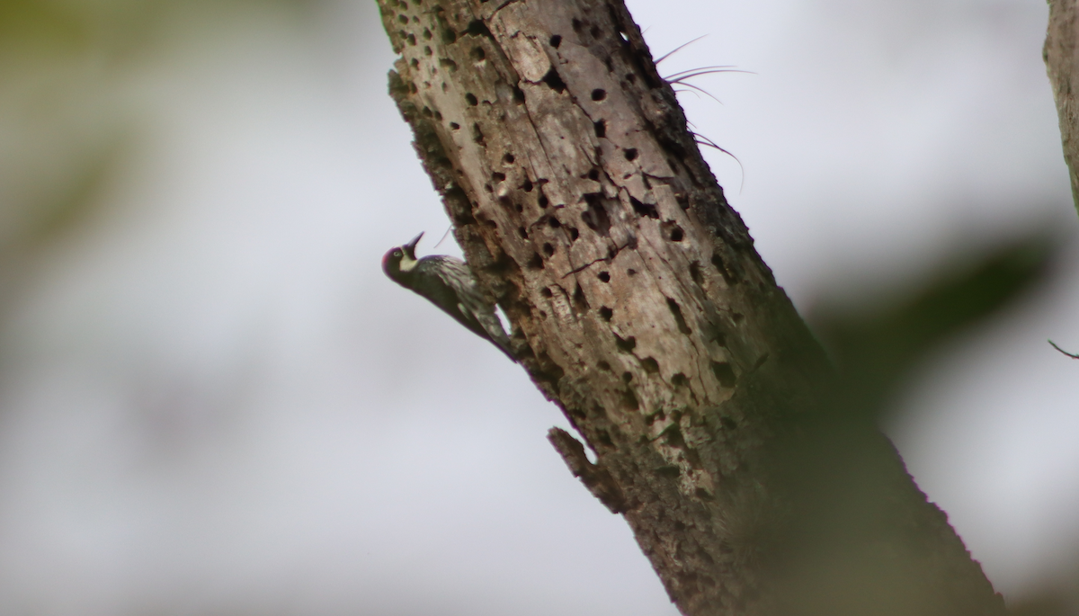 Acorn Woodpecker - ML646381052