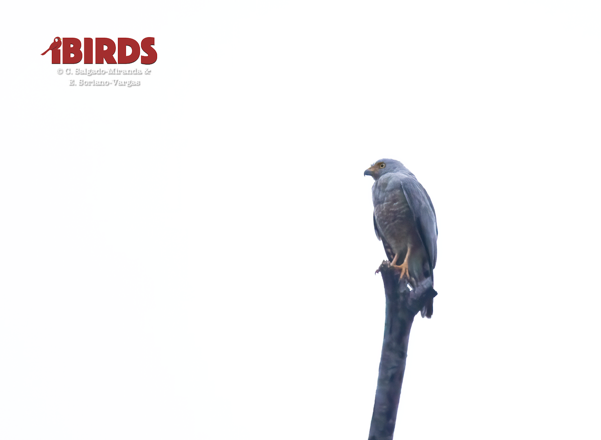 Roadside Hawk - ML646381056