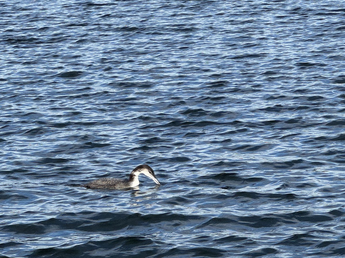 Common Loon - ML646381057