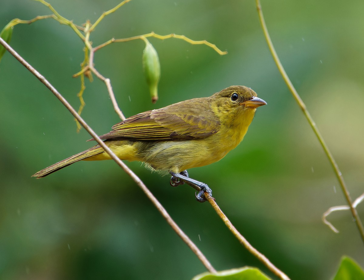 Yellow-backed Tanager - ML646381058