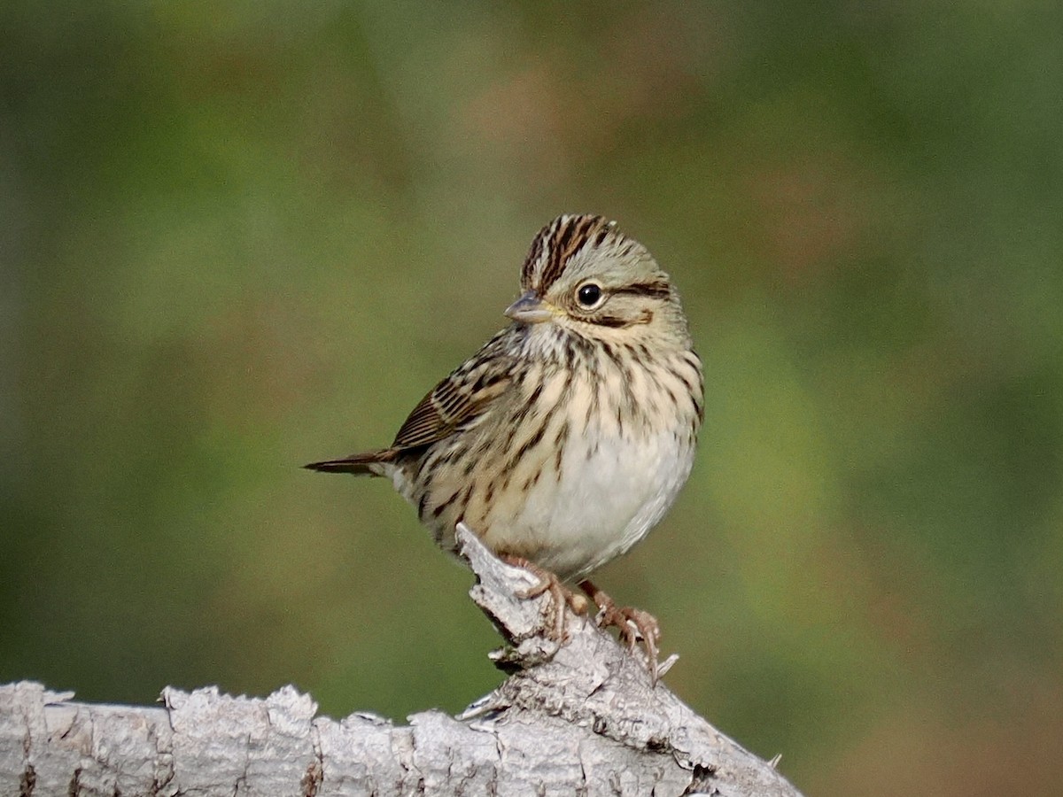 Lincoln's Sparrow - ML646381059