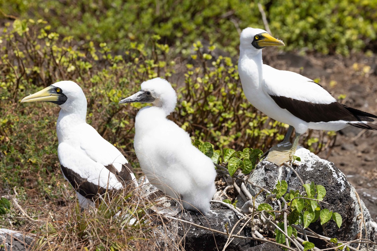 Masked Booby - ML646381061
