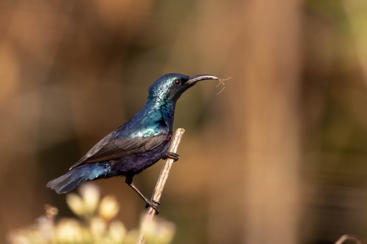Purple Sunbird - ML646381062