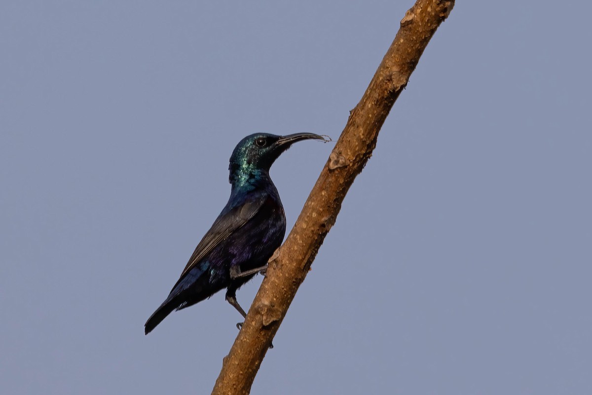 Purple Sunbird - ML646381064