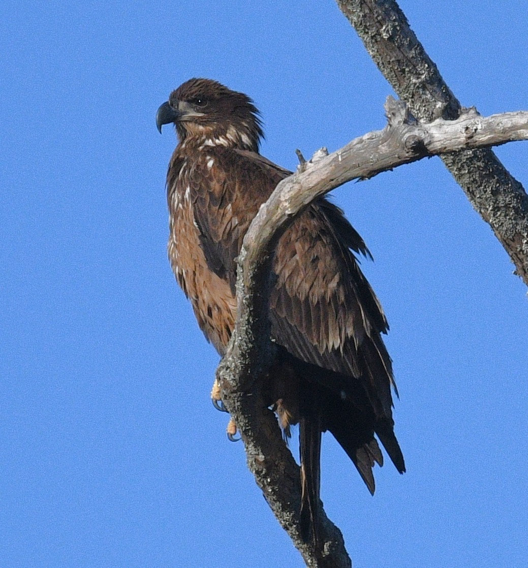 Bald Eagle - ML646381065