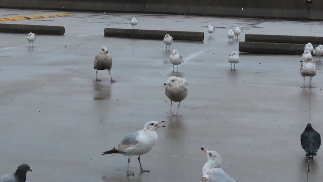 Glaucous Gull - ML646381066