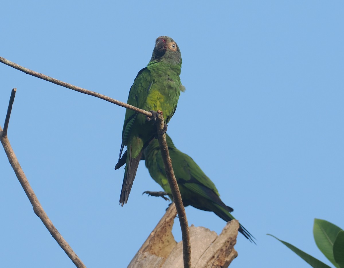 Dusky-headed Parakeet - ML646381067