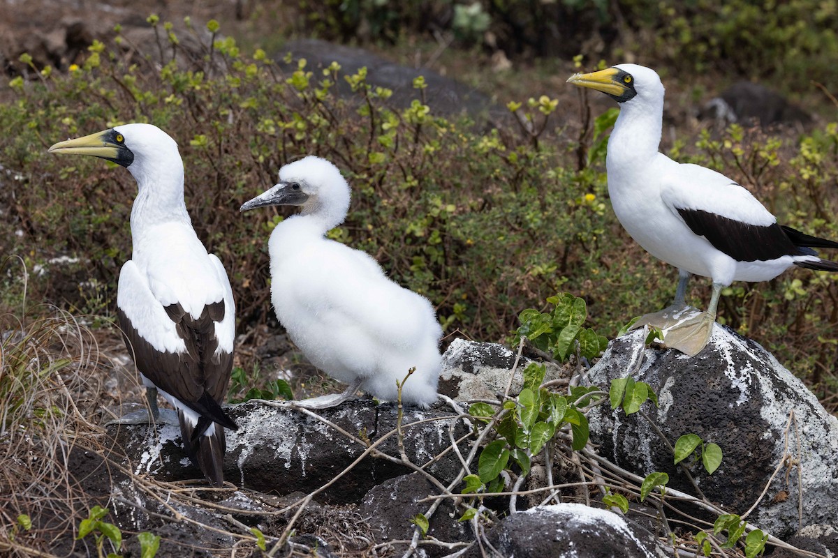 Masked Booby - ML646381068