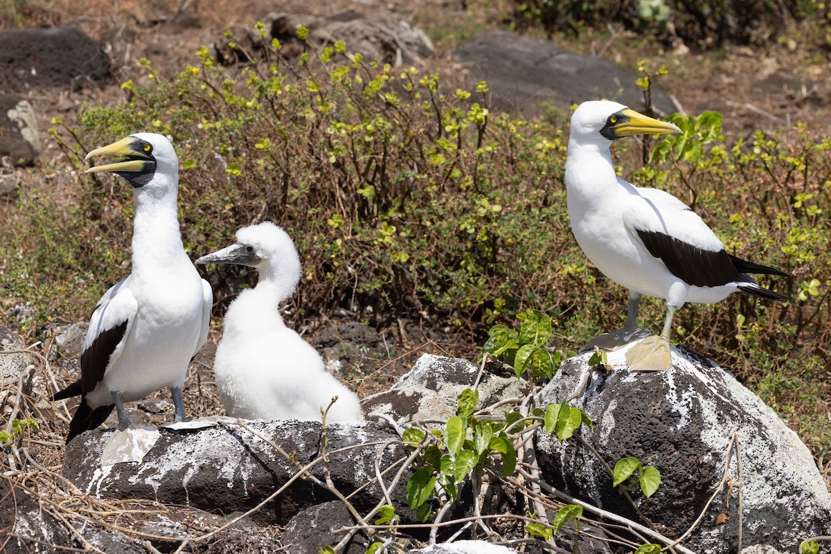 Masked Booby - ML646381069