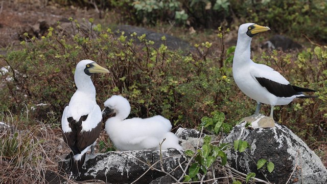 Masked Booby - ML646381070