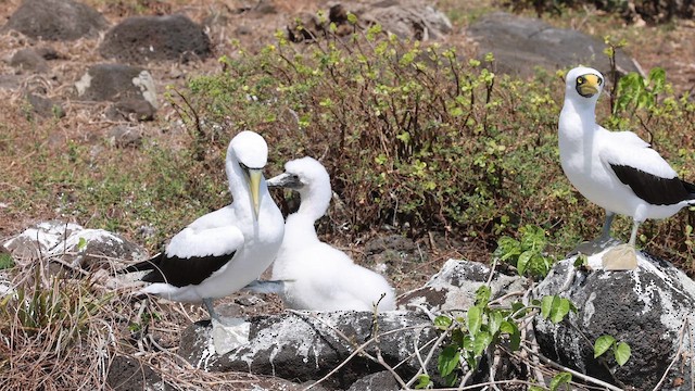 Masked Booby - ML646381071