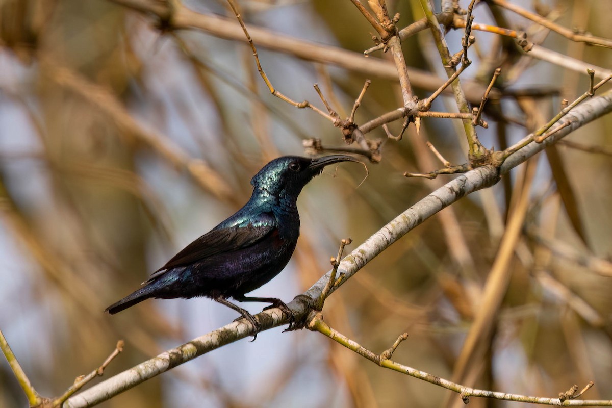 Purple Sunbird - ML646381072