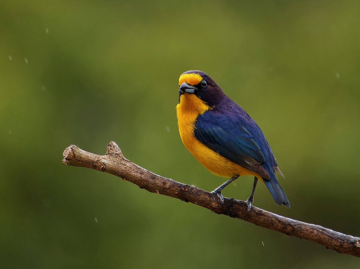 Violaceous Euphonia - ML646381073