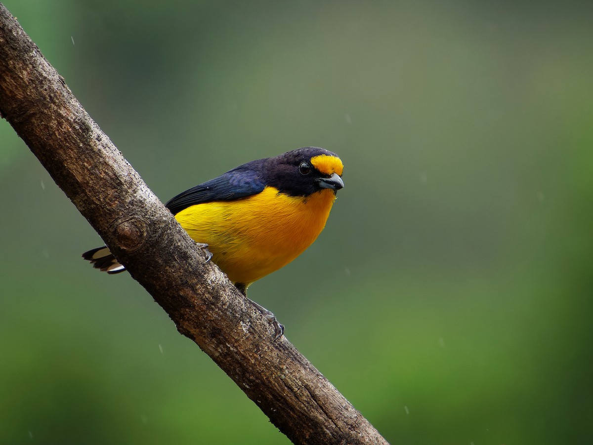 Violaceous Euphonia - ML646381074