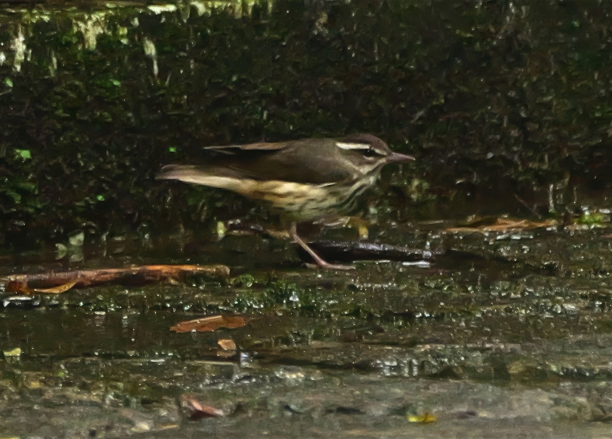 Louisiana Waterthrush - ML646381075