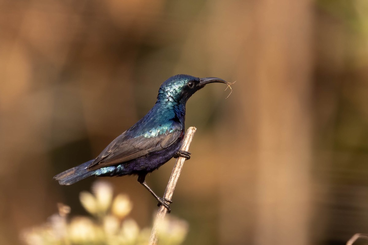 Purple Sunbird - ML646381082
