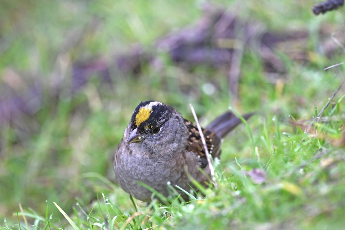 Golden-crowned Sparrow - ML646381083