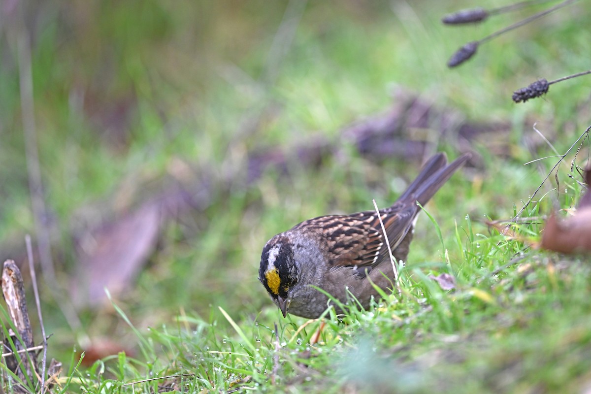 Golden-crowned Sparrow - ML646381084