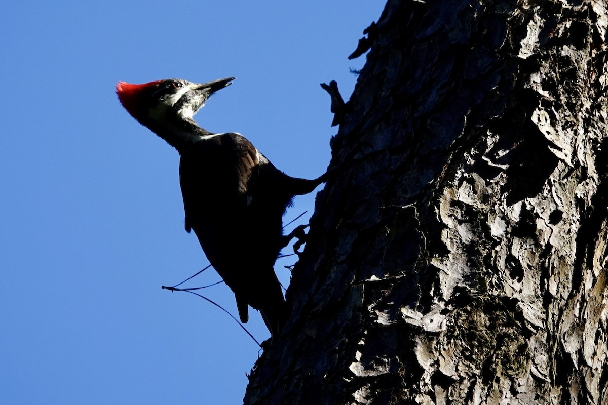 Pileated Woodpecker - ML646381085
