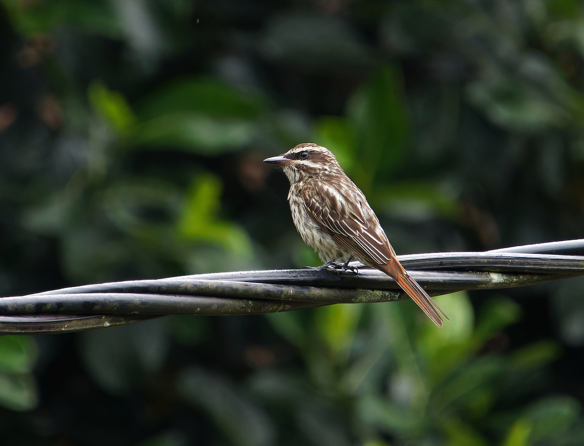 Streaked Flycatcher - ML646381086