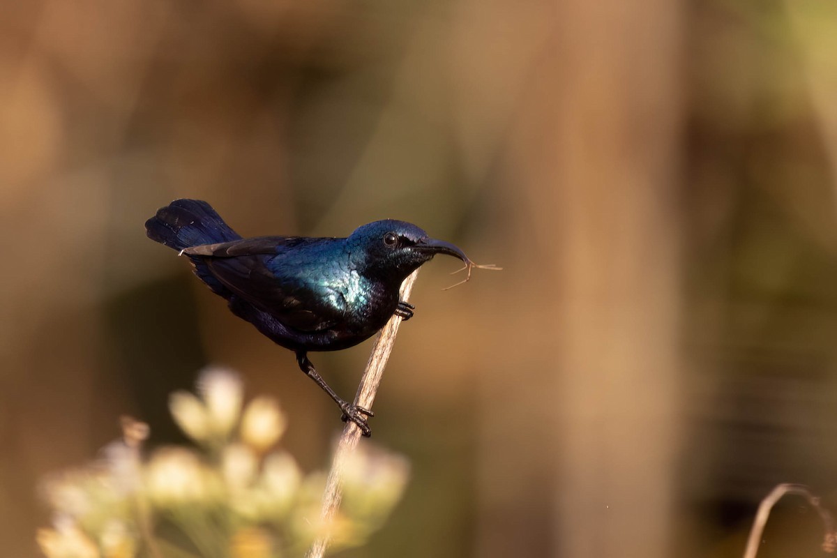 Purple Sunbird - ML646381087