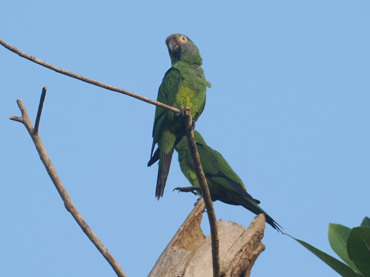 Dusky-headed Parakeet - ML646381088