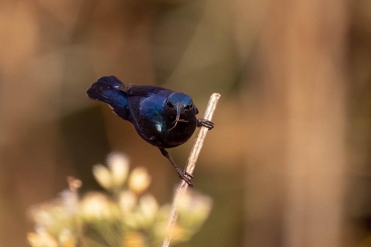 Purple Sunbird - ML646381090