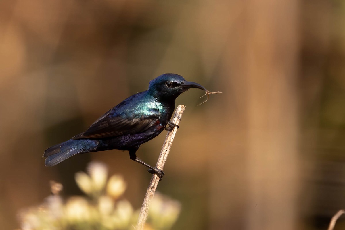 Purple Sunbird - ML646381091