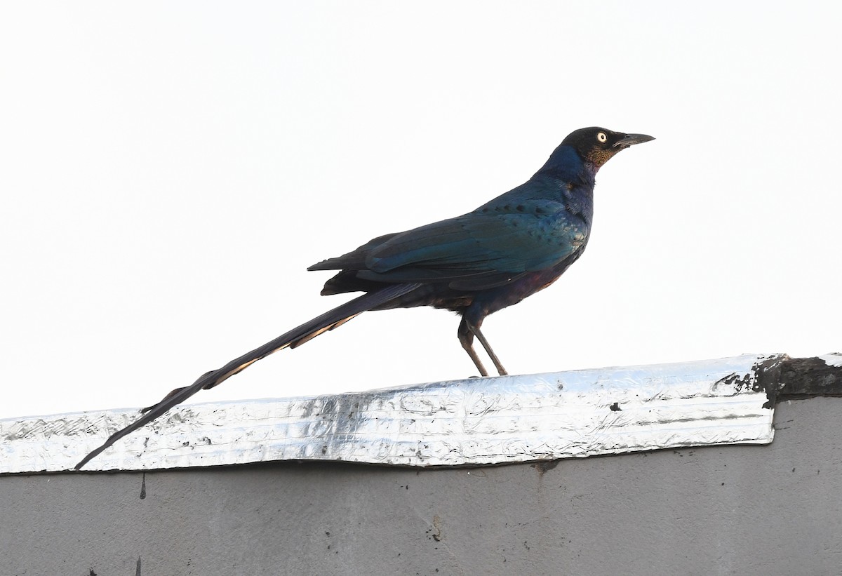 オナガテリムク - ML646381092