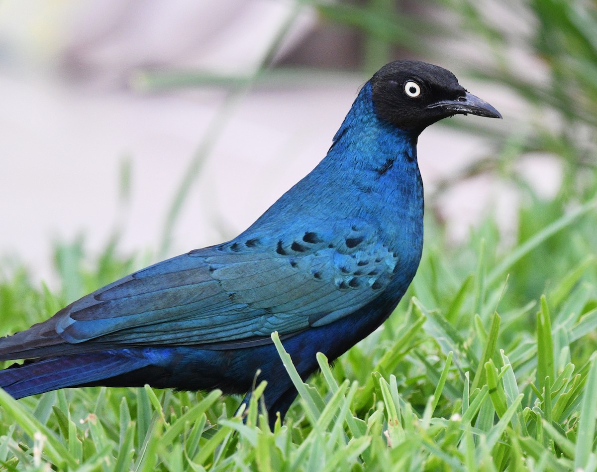 オナガテリムク - ML646381093