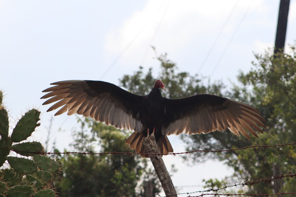 Turkey Vulture - ML646381094