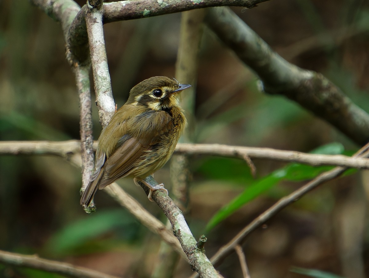 White-throated Spadebill - ML646381096