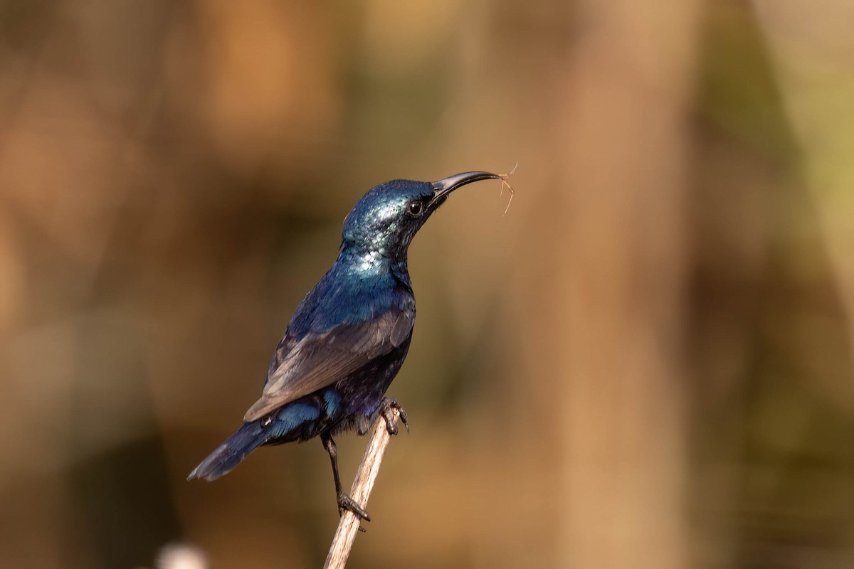 Purple Sunbird - ML646381098