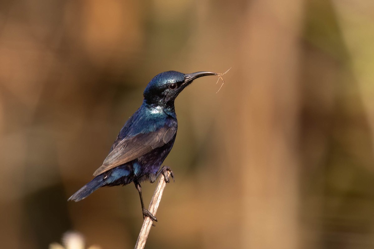 Purple Sunbird - ML646381099