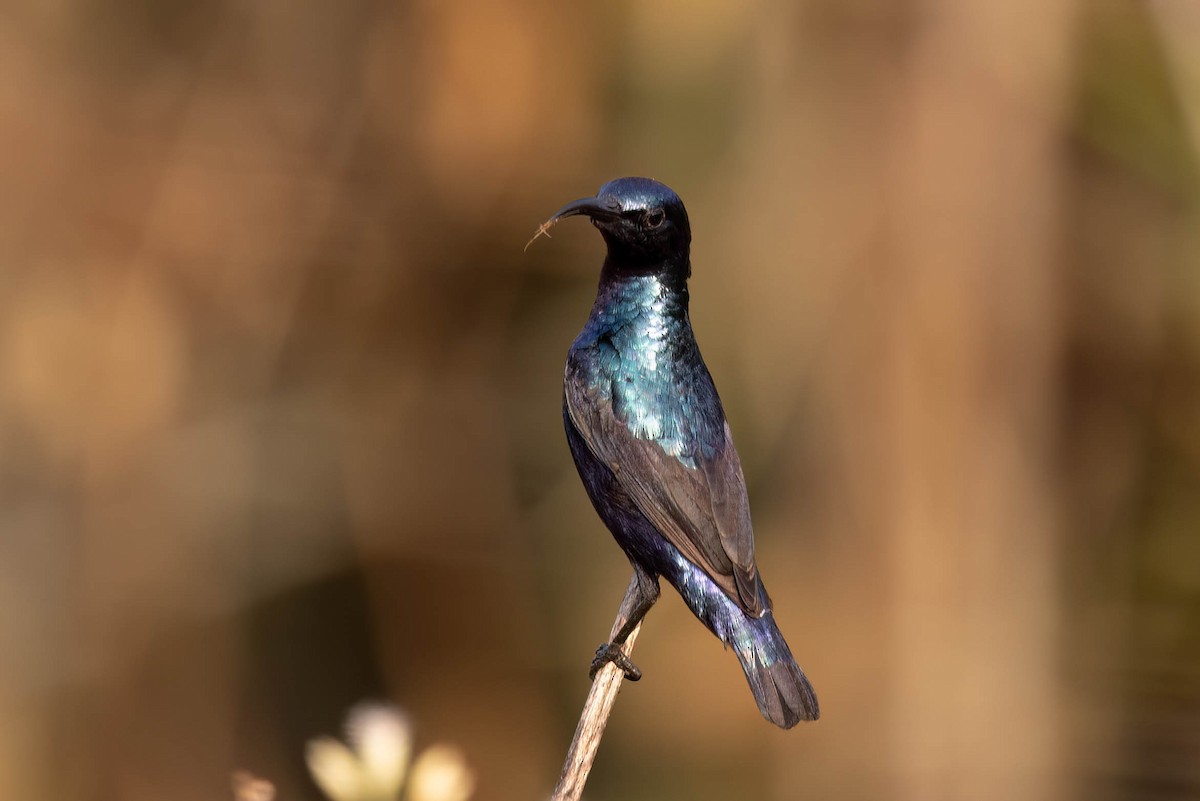 Purple Sunbird - ML646381100