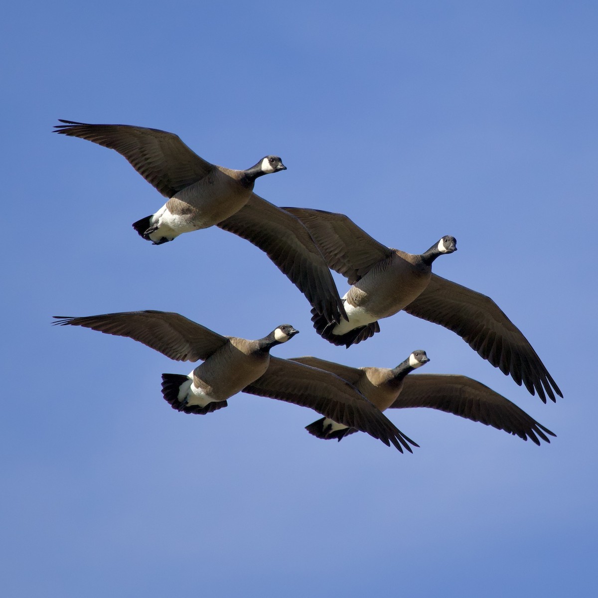 Cackling Goose - ML646381101