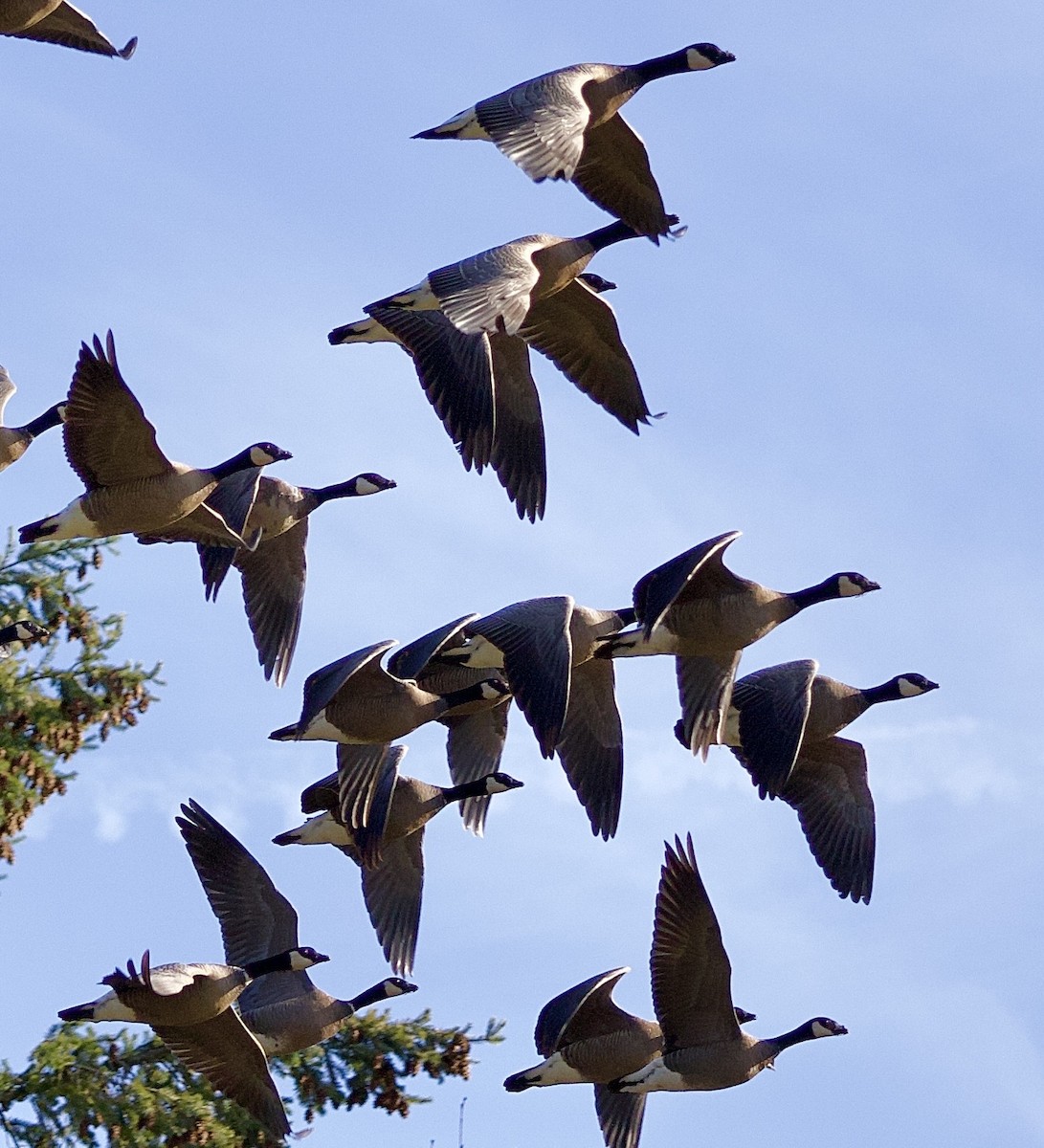 Cackling Goose - ML646381102