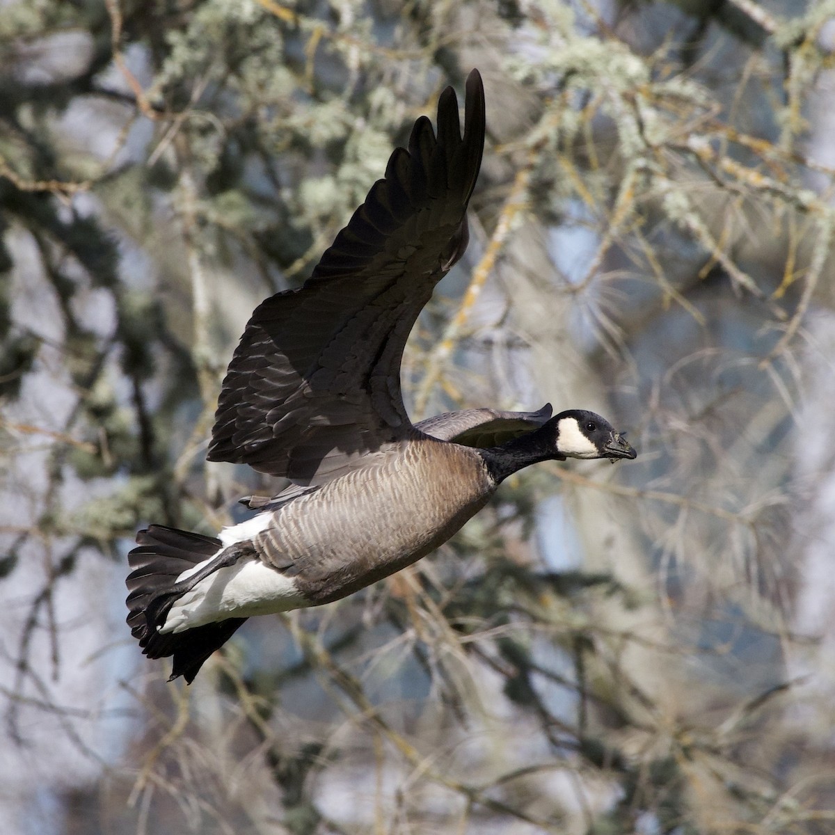 Cackling Goose - ML646381103