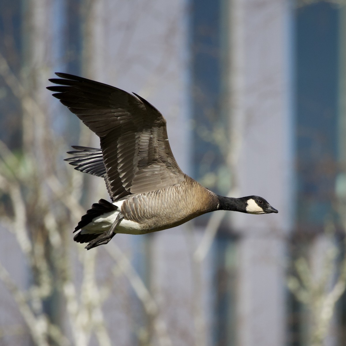 Cackling Goose - ML646381104