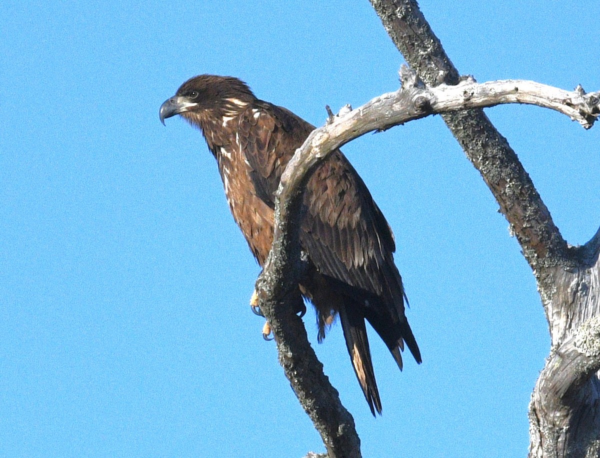 Bald Eagle - ML646381105