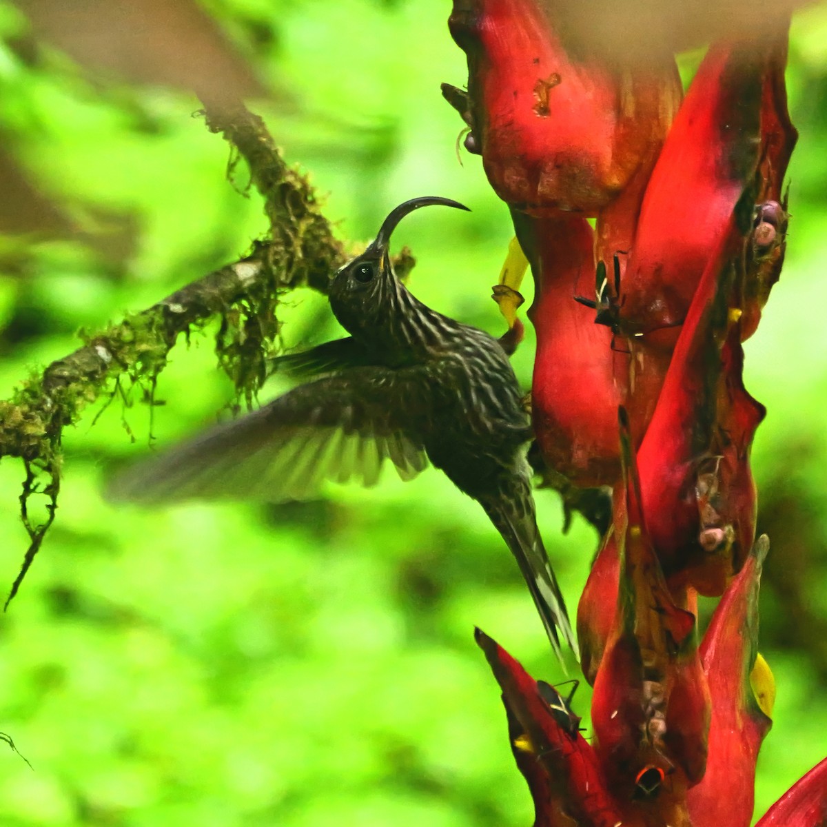 White-tipped Sicklebill - ML646381106