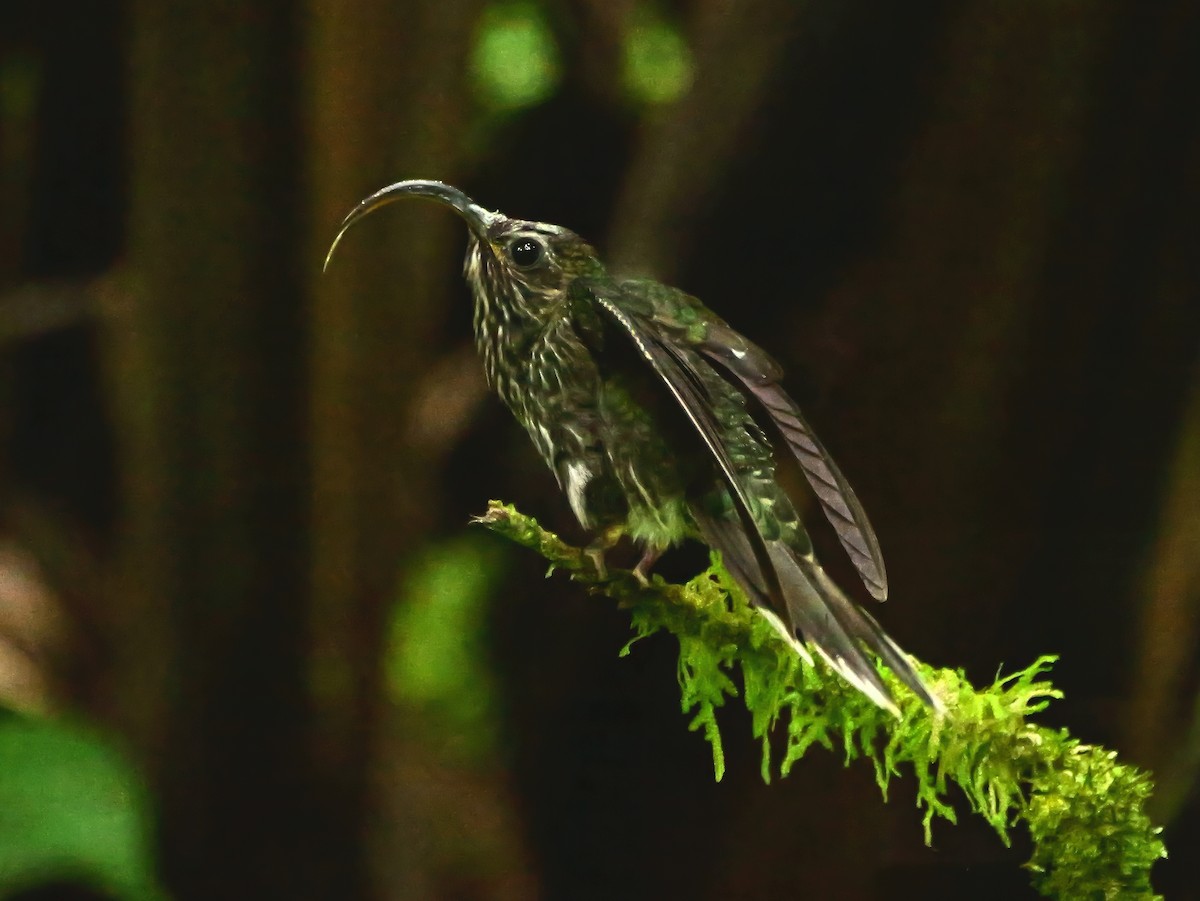 White-tipped Sicklebill - ML646381107