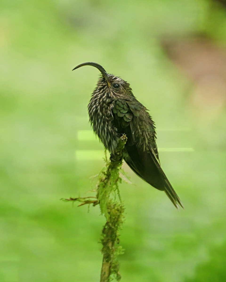 White-tipped Sicklebill - ML646381108