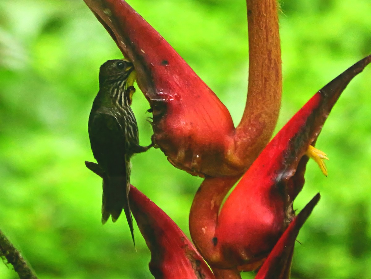 White-tipped Sicklebill - ML646381109